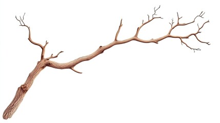 Detailed view of a dry, twisted branch showcasing intricate textures against a plain background