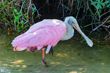wading roseate spoonbill