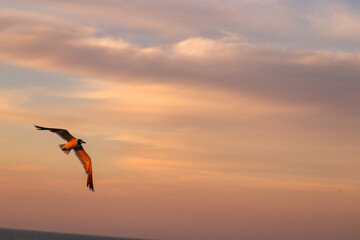 Outer Banks (OBX) Seagull in Action - August 2022