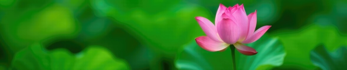 Fototapeta premium Green leafy stem with a single pink lotus flower blooming, blooming, natural, stem