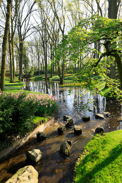 Europe, The Netherlands, Zuid Holland, Lisse. Daffodils around ponds at Keukenhof gardens.Tulips.