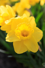 Europe, The Netherlands, Zuid Holland, Lisse. Daffodil.