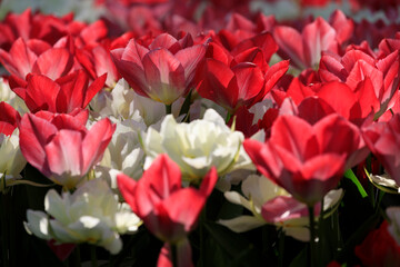 Europe, The Netherlands, Zuid Holland, Lisse. Tulips.