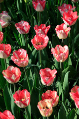 Europe, The Netherlands, Zuid Holland, Lisse. Tulips.