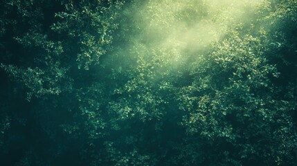 Fototapeta premium Enchanted Forest: Sunlight Through Misty Canopy