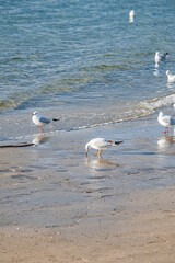 東京　お台場の風景