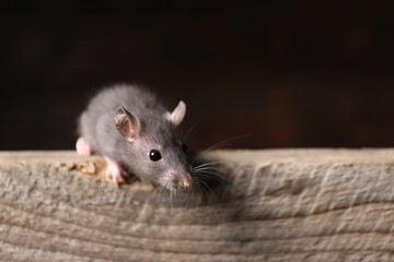 Grey rat on wooden plank, space for text. Pest control