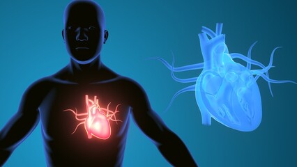 heart chambers in human body. 3d render