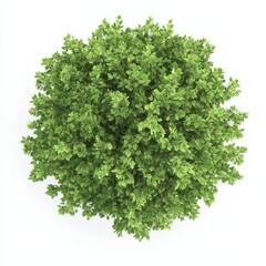 Top view of a lush, green shrub viewed from above, showcasing a dense canopy of leaves on a bright white background.