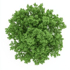 Obraz premium A lush green tree top viewed from above, showcasing dense foliage and vibrant leaves, representing nature and vitality.