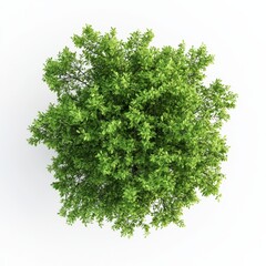 Obraz premium A lush, green shrub seen from above, showcasing vibrant leaves and a healthy, dense appearance.