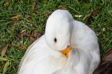 white duck sits on the grass