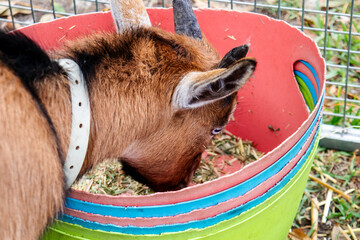 the goat eats from a bucket