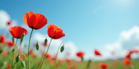 Obraz premium Poppies in soft focus on a serene blue sky background, blue, flowers