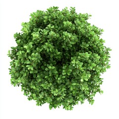 A lush, spherical green shrub with dense foliage, showcasing vibrant leaves in a close-up top view.