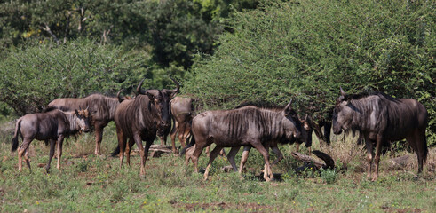 Streifengnu / Blue wildebeest / Connochaetes taurinus.