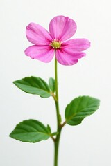 Fototapeta premium Pink purslane in full bloom against white background, clean, white