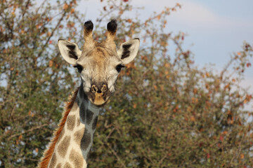 Giraffe / Giraffe / Giraffa camelopardalis