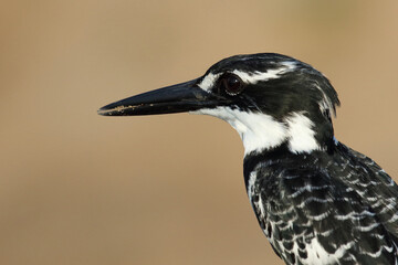 Graufischer / Pied kingfisher / Ceryle rudis