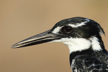 Graufischer / Pied kingfisher / Ceryle rudis