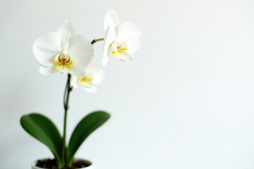 White dendrobium orchid on a minimalist white background, plant, flower