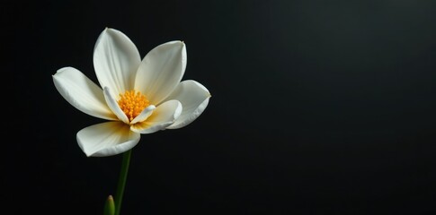 Fototapeta premium White flower and apricot against a minimalist black backdrop with subtle gradient, black, modern, spring