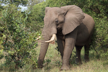 Fototapeta premium Afrikanischer Elefant / African elephant / Loxodonta africana