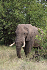 Fototapeta premium Afrikanischer Elefant / African elephant / Loxodonta africana