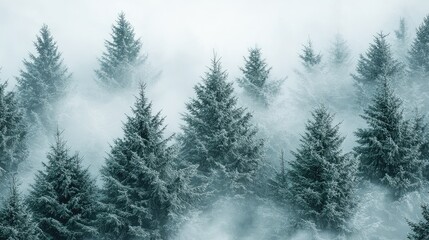Misty forest landscape with frosted evergreen trees creating a serene winter atmosphere