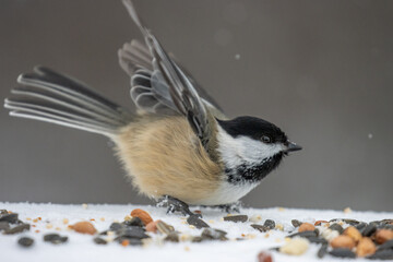 Obraz premium Chickadee with wings up crouched overtop seeds in snow. 