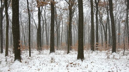 Snow-covered forest landscape with bare trees and scattered leaves during winter snowfall