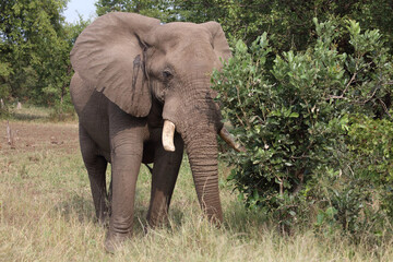 Fototapeta premium Afrikanischer Elefant / African elephant / Loxodonta africana