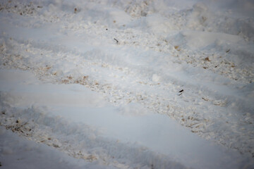 Tire tracks in the snowy driveway