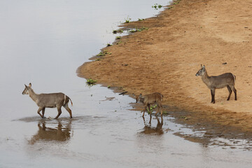 Wasserbock / Waterbuck / Kobus ellipsiprymnus..