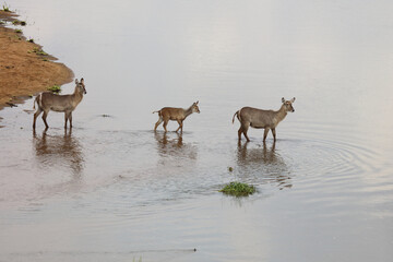 Wasserbock / Waterbuck / Kobus ellipsiprymnus..