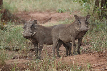 Fototapeta premium Warzenschwein / Warthog / Phacochoerus africanus