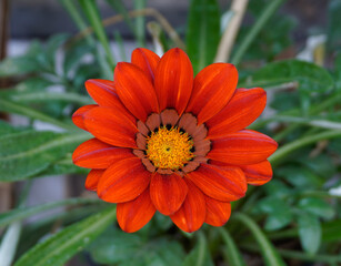 Flowers from my garden