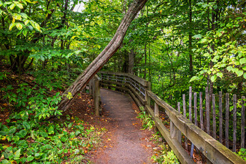 A scenic forest trail in Michigan featuring a wooden boardwalk winding through vibrant green foliage. This peaceful nature path, framed by dense trees and a rustic wooden fence, invites exploration.