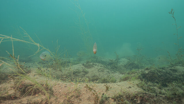Freshwater Bluegill Lepomis macrochirus Hovering over spawning beds