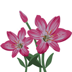 Fototapeta premium vector illustration of pink lilies and their leaves