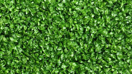 Obraz premium A close-up of rich, healthy grass with detailed individual blades and an organic texture.