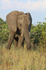Fototapeta premium Afrikanischer Elefant / African elephant / Loxodonta africana