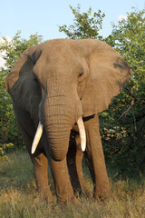 Fototapeta premium Afrikanischer Elefant / African elephant / Loxodonta africana