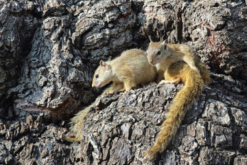 Ockerfußbuschhörnchen / Tree squirrel / Paraxerus cepapi