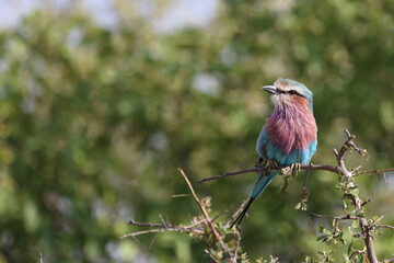 Gabelracke / Lilac-breasted roller / Coracias caudata