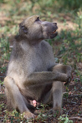 Bärenpavian / Chacma baboon / Papio ursinus