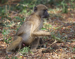 Bärenpavian / Chacma baboon / Papio ursinus