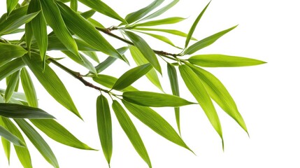 Fototapeta premium Bamboo leaves, long and slender, bright green, isolated on white background.