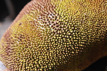 Hawaiian jackfruit texture closeup
