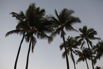Obraz premium Hawaiian coconut palm trees background
